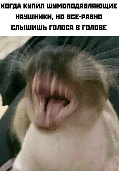 Орущий котик Мем