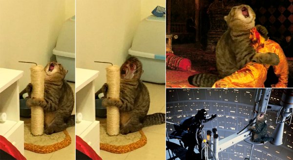 Орущий кот с когтеточкой