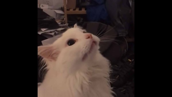 Белый кот мяукает