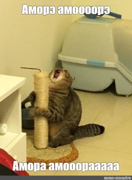 Орущий кот с когтеточкой Мем