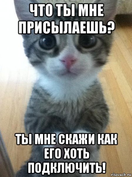 Я русский Мем котенок