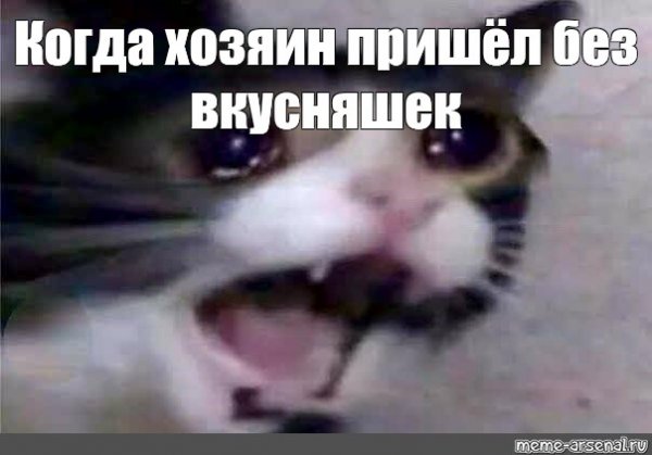 Грустный котенок