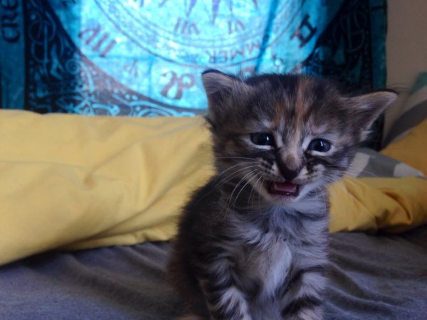 Фото котиков милых и няшных