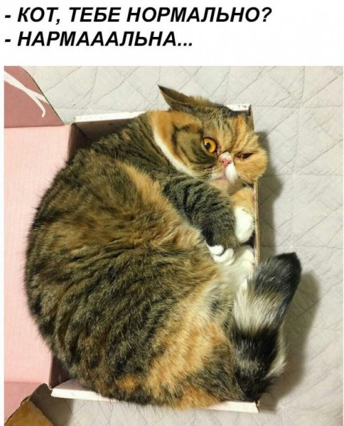 Черный котенок на ладошке