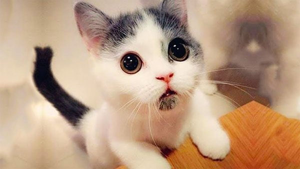 Черный кот с высунутым языком
