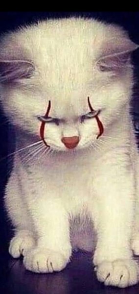 Милые котята в приюте