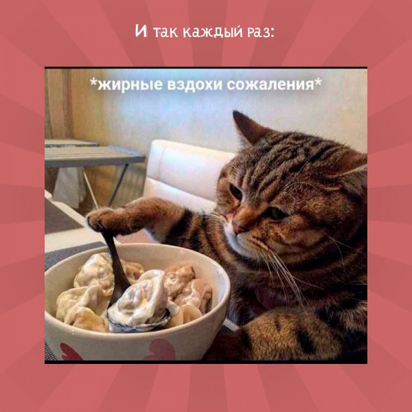 Жирные вздохи сожаления кот