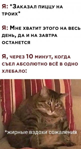 Толстый кот Мем толстый вздох