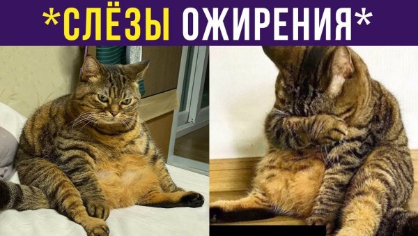 Слезы ожирения