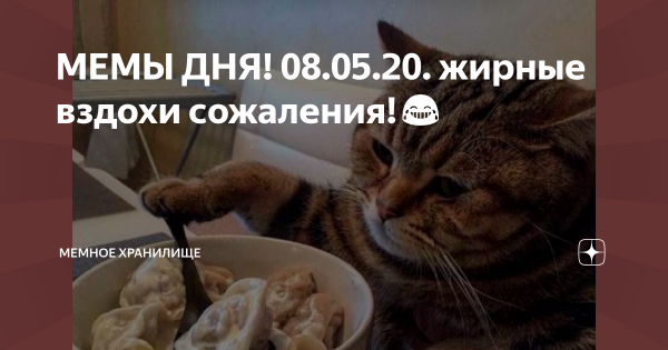 Жирные вздохи сожаления Мем кот оригинал