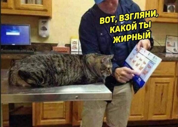 Жирные вздохи сожаления кот