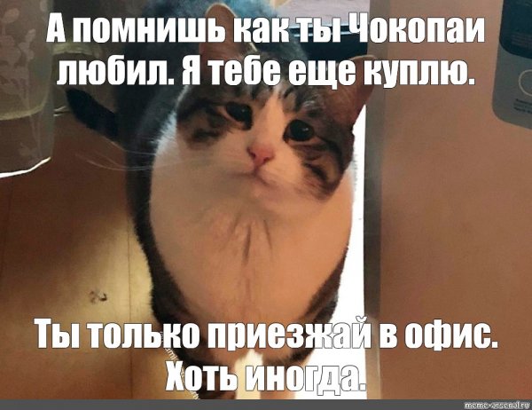 Толстый кот Барсик