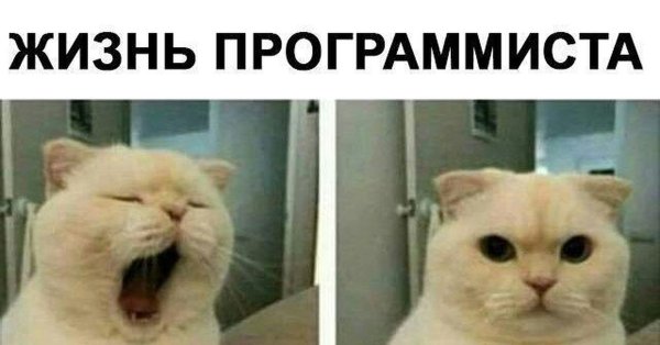 Толстый тор ждёт