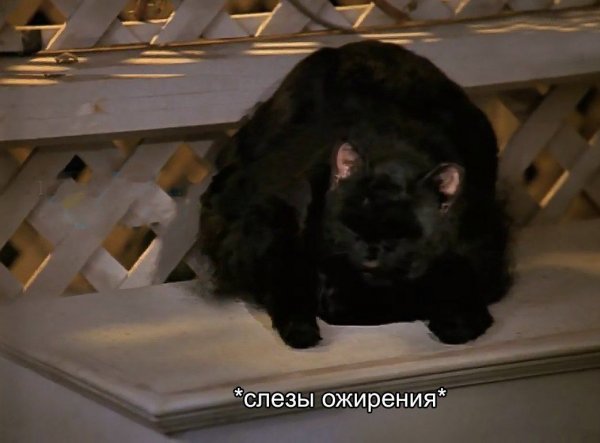 Вздох котик