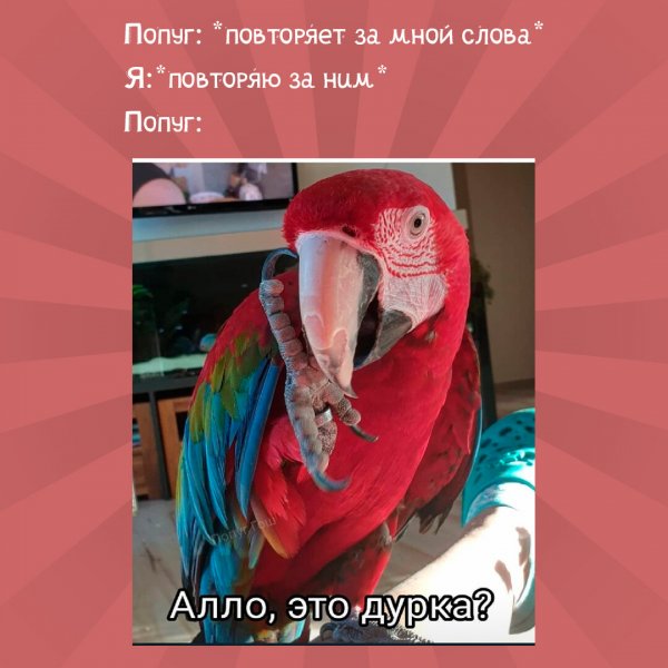 Слезы ожирения кот Салем