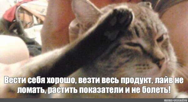 Мемы про кота отдающего честь (50 фото)