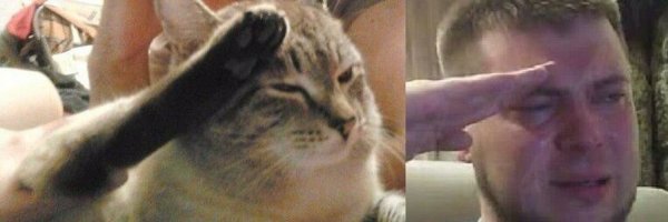 Кот отдает честь