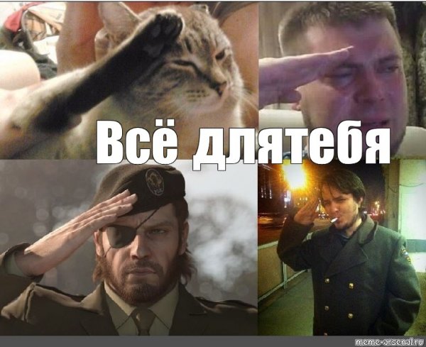 Кот отдает честь