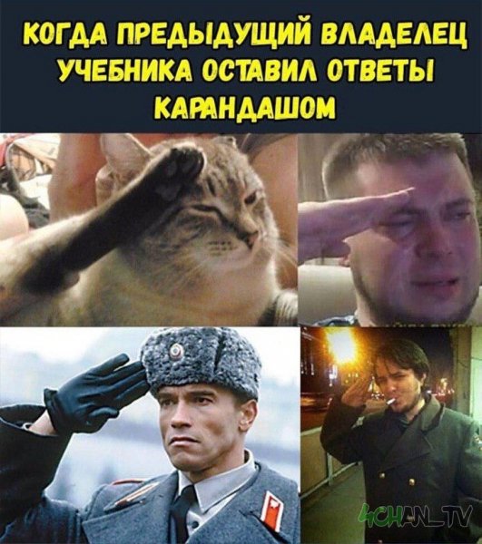 Коты отдают честь