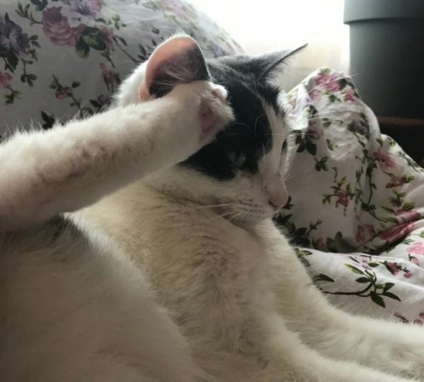 Отдам кота