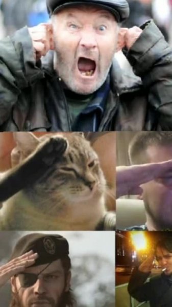Котик отдает честь Мем