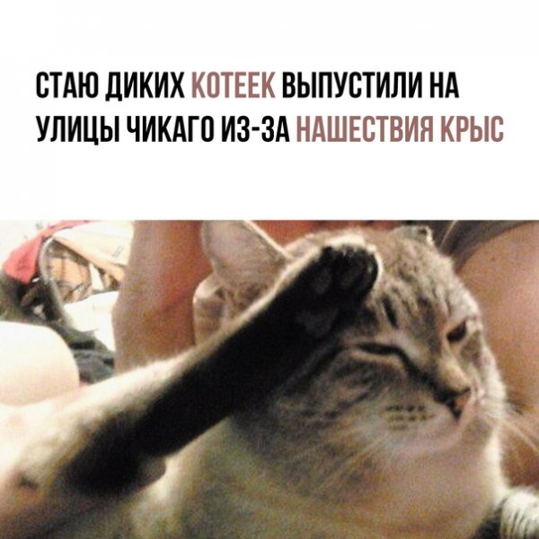 Кот отдает воинское Приветствие