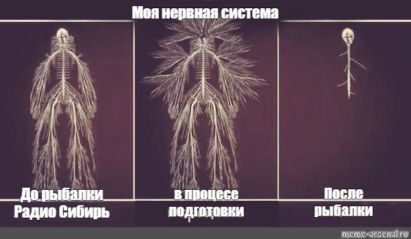 Нервная система прикол