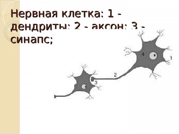 Нервная система дендрит Аксон синапс