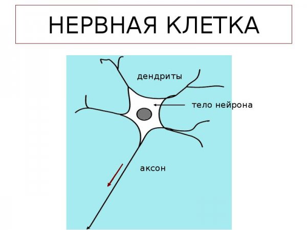 Составляющие нервной клетки
