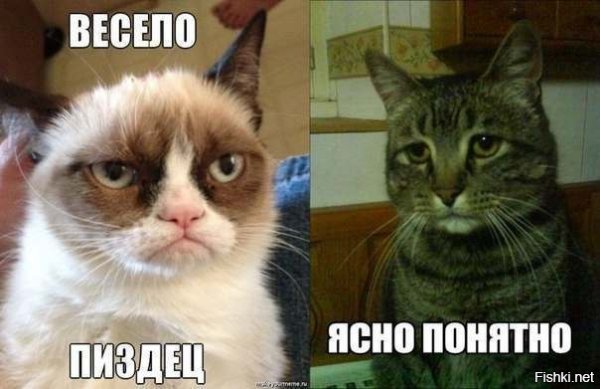 Ясно понятно кот