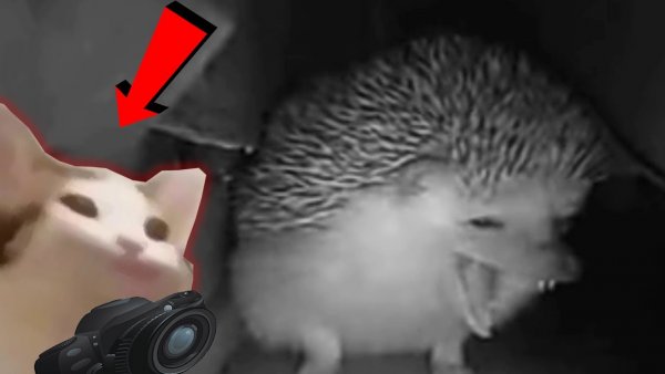 Ежик чихает