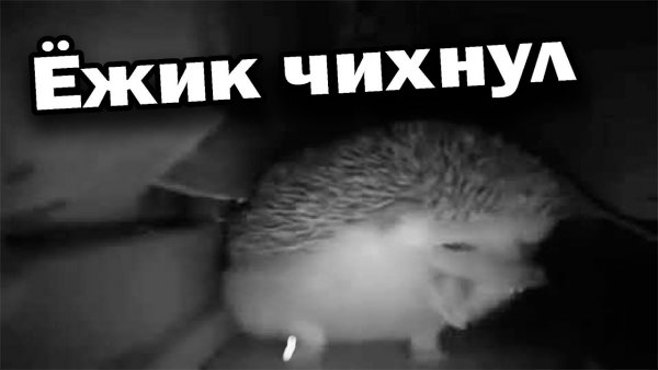 Ежик Мем как появился