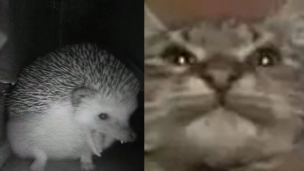 Ёжик чихнул Мем