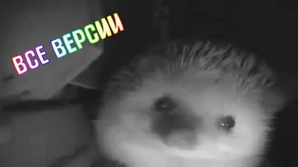 Ёжик чихнул