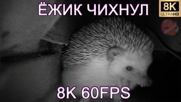 Ёжик чихнул
