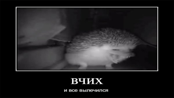 Еж чихает