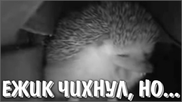 Ёжик чихнул