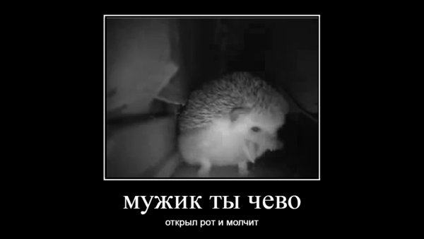 Ежик пукнул