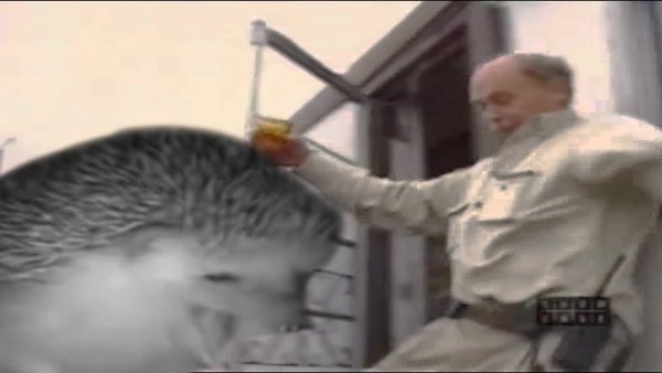 Ежик чихает