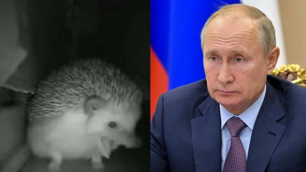Ёжик чихнул