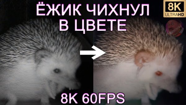 Ёжик чихнул Мем