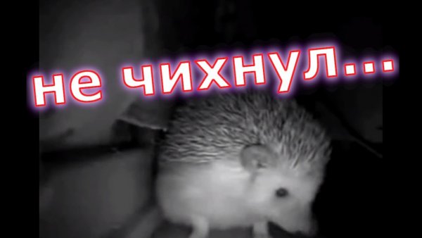 Ёжик чихнул