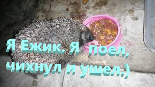 Ёжик Валера