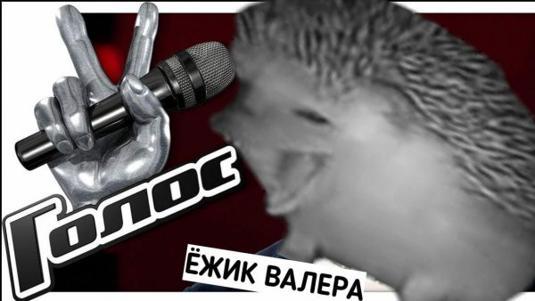 Еж чихает