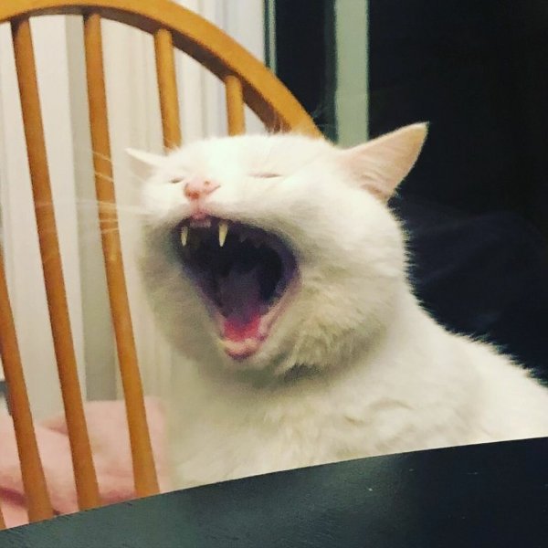 Кот мяукает Мем
