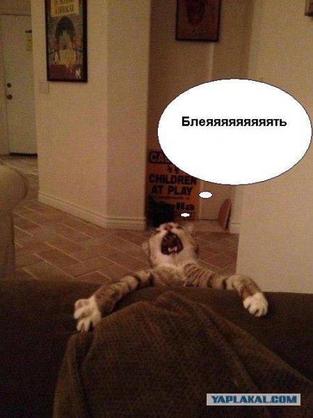 Орущий кот Мем