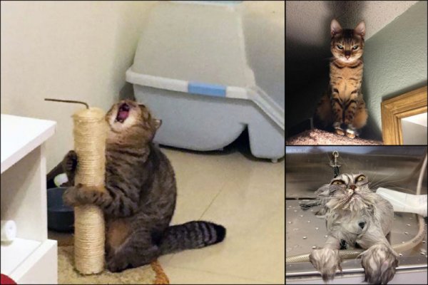 Кот орет у когтеточки