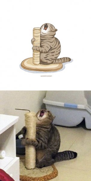 Смешной кот с когтеточкой