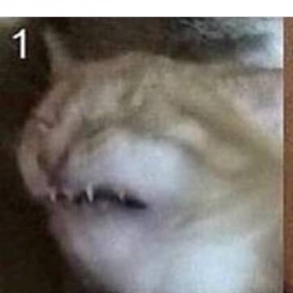 Кот плачет Мем