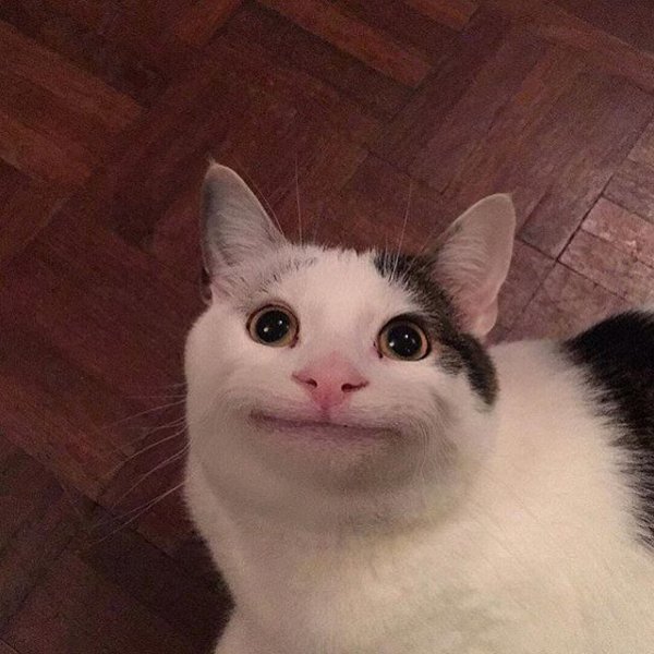 Мемы про кота с улыбкой (45 фото)